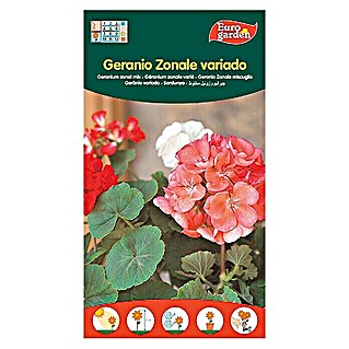 Euro Garden Semillas de flores Geranio Zonal (Época de floración: Junio)