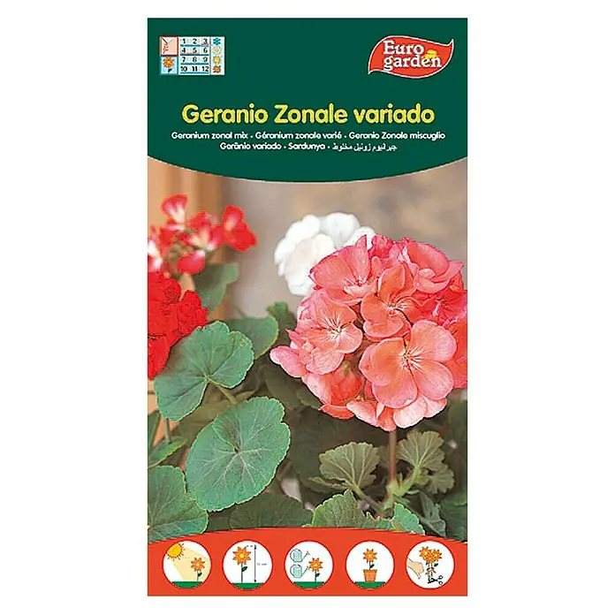 Euro Garden Semillas de flores Geranio Zonal - Época de floración: Junio - Imagen de un paquete de semillas "Geranio Zonale variado" de Euro garden, que promete una mezcla de geranios coloridos.