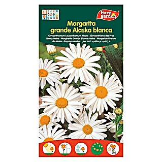 Euro Garden Semillas de flores Margarita Grande Alaska Blanca (Época de floración: Junio)