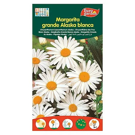 Euro Garden  Semillas de flores Margarita Grande Alaska Blanca