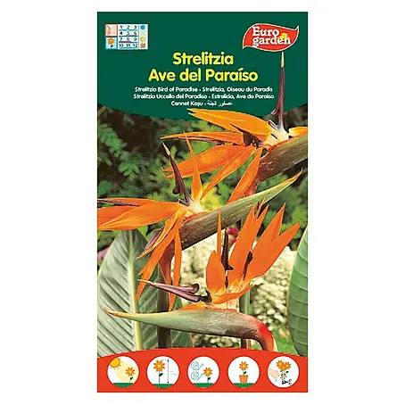 Euro Garden  Semillas de flores Strelitzia Ave del Paraíso