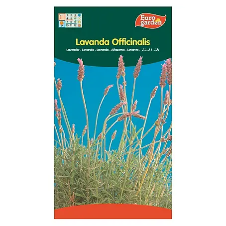 Euro Garden  Semillas de flores Lavanda Officinalis