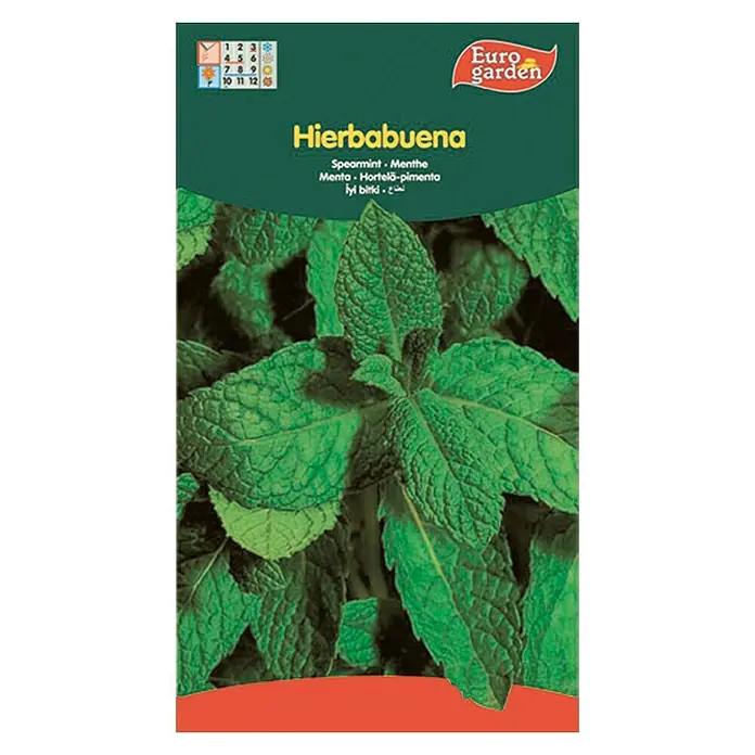 Mejorana (Origanum Majorana) 500 Semillas – Cultiva Tu Propio Aroma En Casa O Huerto