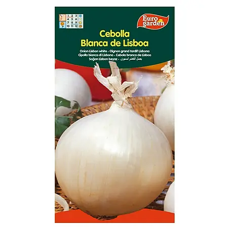 Euro Garden  Bulbos de cebolla Blanca de Lisboa