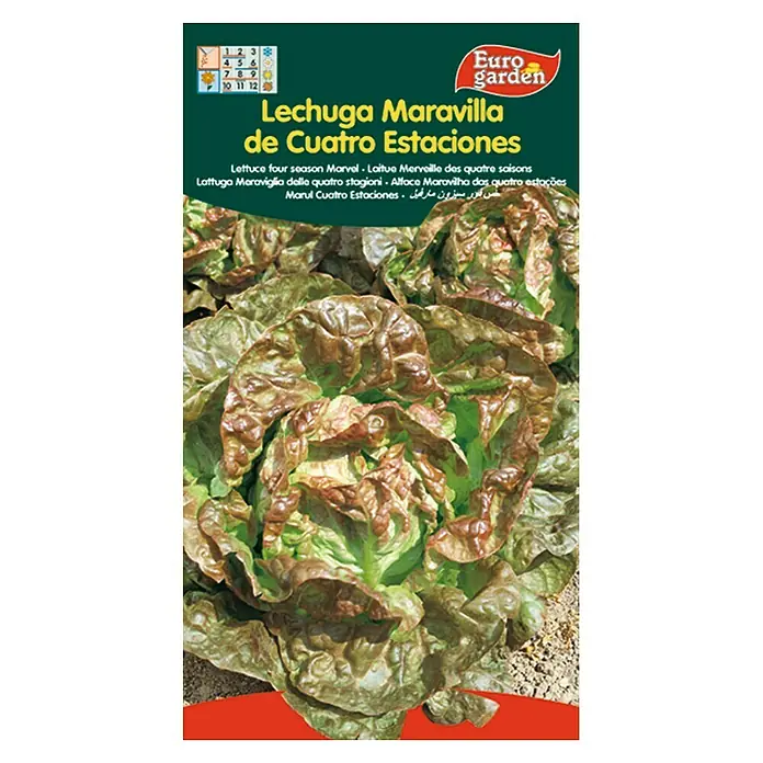 Euro Garden Semillas de lechuga Maravilla 4 estaciones - Cosecha: Noviembre, 5 g - Imagen de las semillas de lechuga "Lechuga Maravilla de Cuatro Estaciones" de Euro garden.