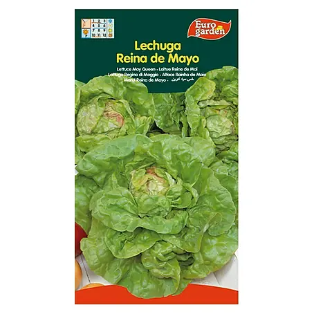 Euro Garden  Semillas de lechuga Verde reina de mayo