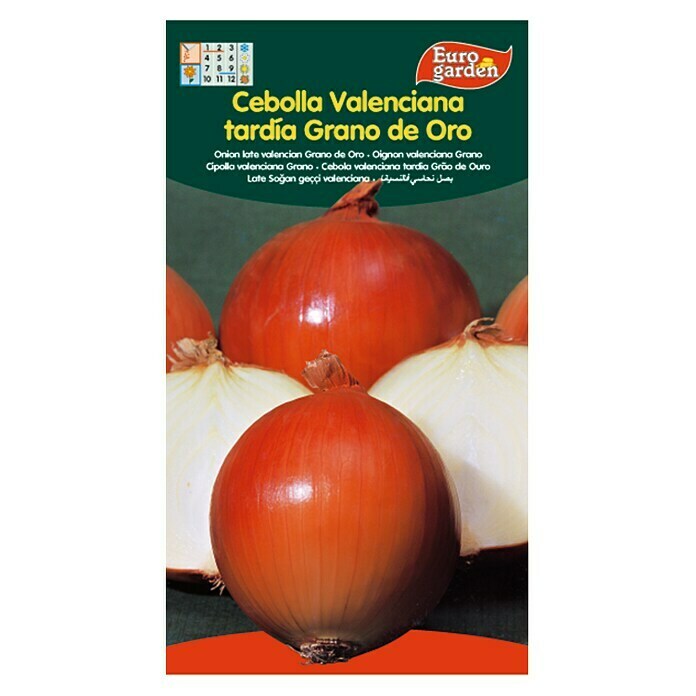 Bulbos de cebolla Valenciana Tardia