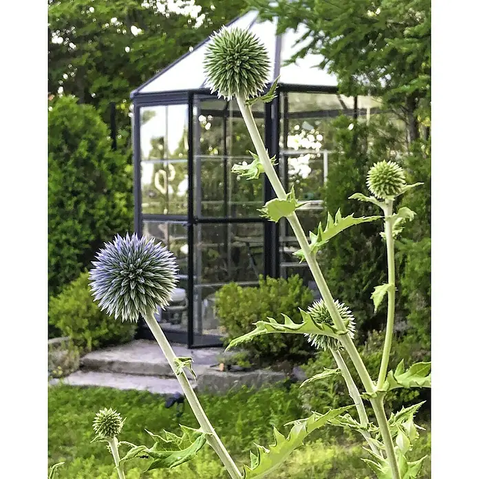 Palram – Canopia Invernadero Oasis - Medidas ext. (An x Pr): 213,2 x 247,1 cm, 0,7 mm, Antracita - Primer plano de cardos globosos frente a un invernadero, mostrando la belleza natural del jardín.