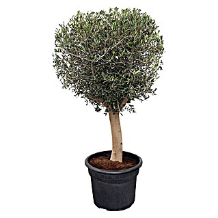 Piardino Olivenbaum (Olea europaea, Aktuelle Wuchshöhe: 200 cm - 220 cm)