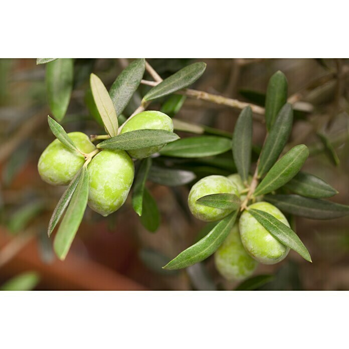 Piardino OlivenbaumOlea europaea, Topfvolumen: 45 l Detail Shot