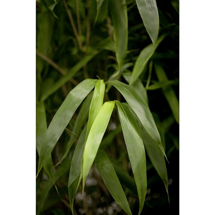 Bambus (Pseudosasa japonica)