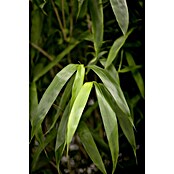 Bambus (Pseudosasa japonica)