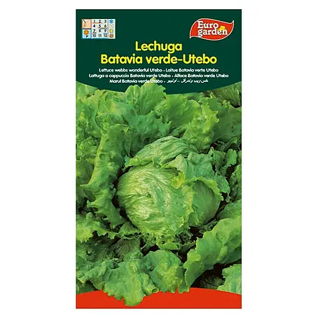 Euro Garden  Semillas de lechuga Batavia