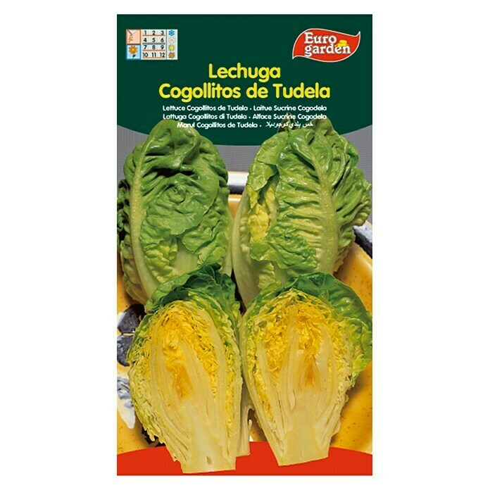 Lechuga verde Cogolitos de Tuleda