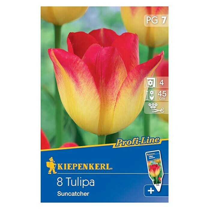 Kiepenkerl Blumenzwiebel Tulpe Suncacher