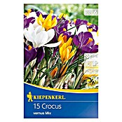 Kiepenkerl Frühlingsblumenzwiebeln Krokus Mix (Crocus vernus, 15 Stk.) | BAUHAUS