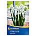 Kiepenkerl Frühlingsblumenzwiebeln Narzisse 'Paperwhite' 