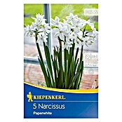 Kiepenkerl Frühlingsblumenzwiebeln Narzisse 'Paperwhite' (Narcissus tazetta, 5 Stk.) | BAUHAUS