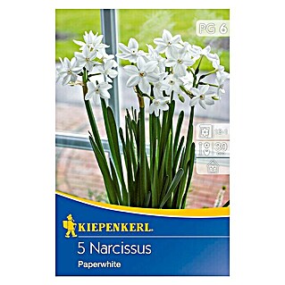 Kiepenkerl Frühlingsblumenzwiebeln Narzisse 'Paperwhite' (Narcissus tazetta, 5 Stk.)