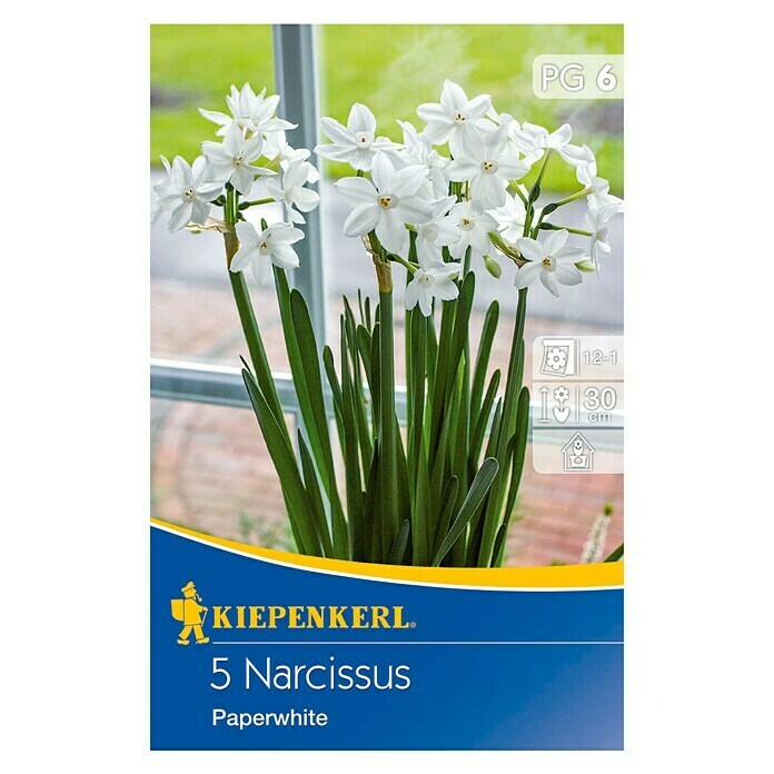 Kiepenkerl Frühlingsblumenzwiebeln Narzisse 'Paperwhite'Narcissus tazetta, 5 Stk. Front View