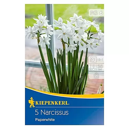 Kiepenkerl  Frühlingsblumenzwiebeln Narzisse 'Paperwhite'