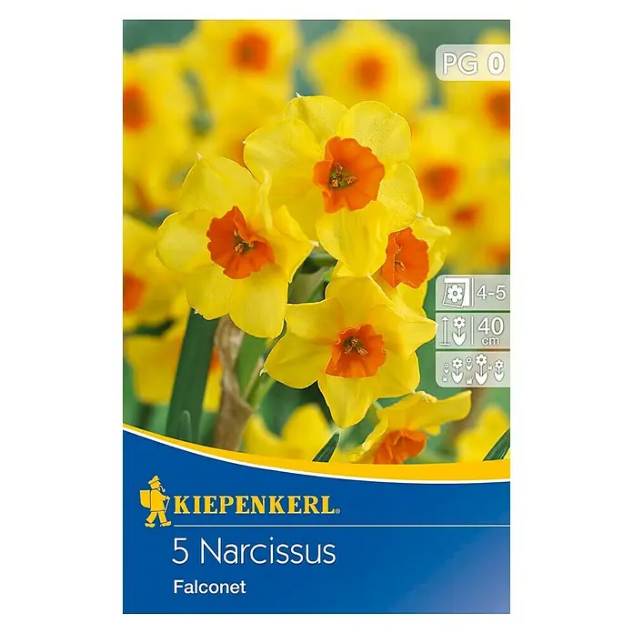 Kiepenkerl Blumenzwiebeln Narzisse 'Falconet' - Narcissus tazetta, 5 Stk. - Produktbild der Narzissen Falconet von Kiepenkerl, mit leuchtend gelben Blüten und orangefarbener Mitte, ideal für den Garten.