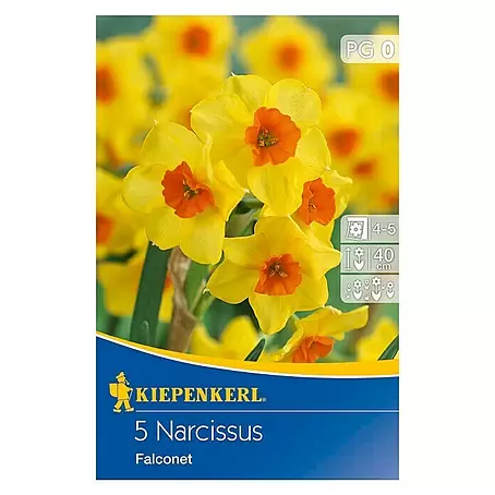 Kiepenkerl  Frühlingsblumenzwiebeln Narzisse 'Falconet'