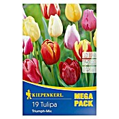 Kiepenkerl Frühlingsblumenzwiebel-Mix Tulpen Triumph -Mix (Tulipa x hybrida, 19 Stk.) | BAUHAUS