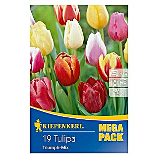 Kiepenkerl Frühlingsblumenzwiebel-Mix Tulpen Triumph -Mix (Tulipa x hybrida, 19 Stk.)