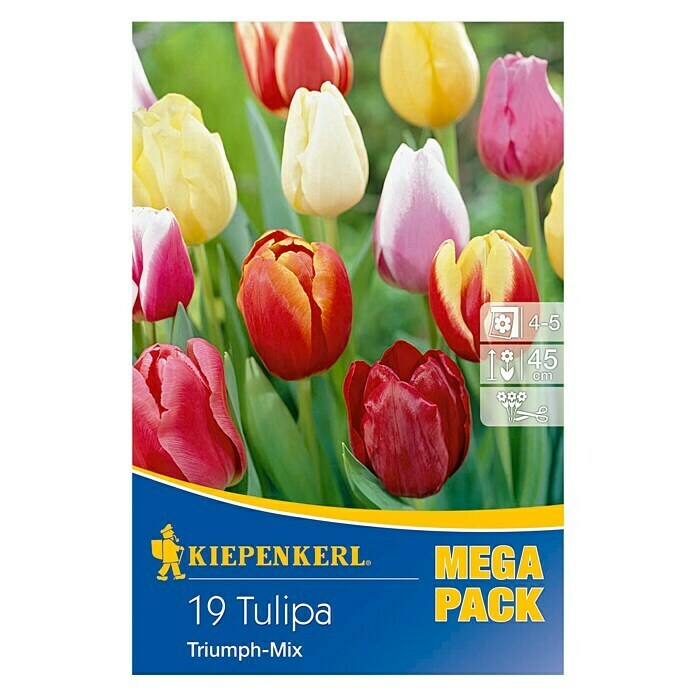 Kiepenkerl Frühlingsblumenzwiebel-Mix Tulpen Triumph -MixTulipa x hybrida, 19 Stk. Front View