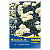 Kiepenkerl Frühlingsblumenzwiebel-Mix Sky Sensation (Arten-Mischung, 28 Stk.) | BAUHAUS