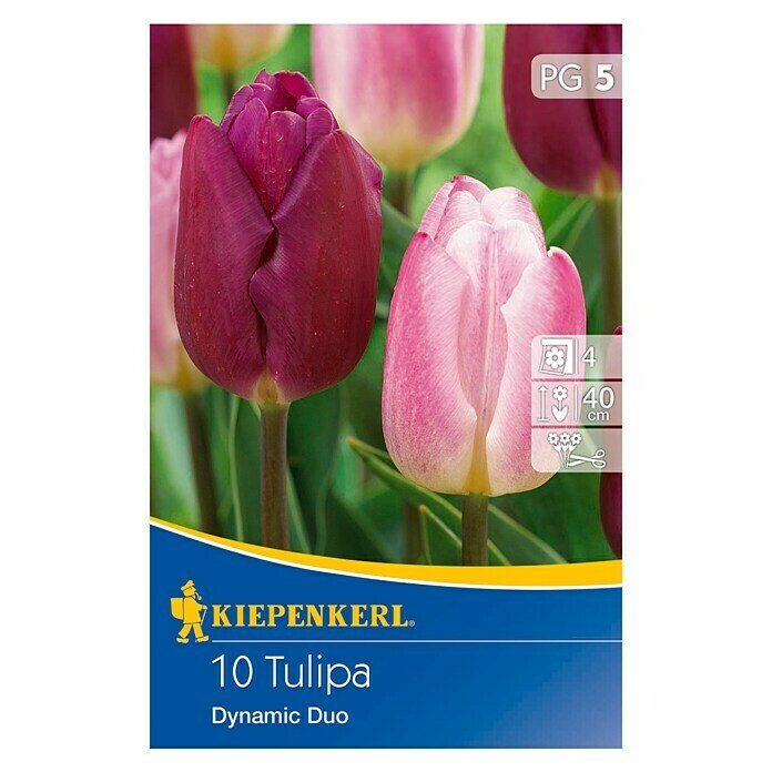 Kiepenkerl Frühlingsblumenzwiebel-MixTulipa 'Dynamic Duo', 10 Stk. Front View