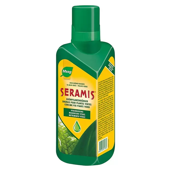 aloe officinalis forssk Aloe speciosa main image 1