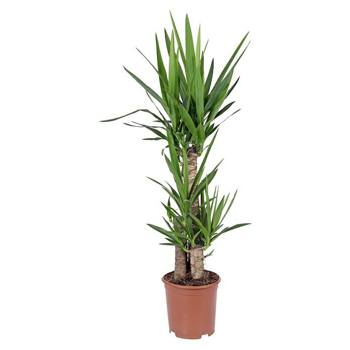 Piardino Palmlilie (27 cm, 3 Stämme)