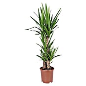 Piardino Palmlilie (27 cm, 3 Stämme)