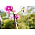 Gardol Orchideenclips 