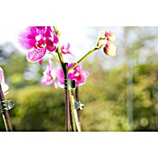 Gardol Kvačice za orhideje (10 kom, Zelena)