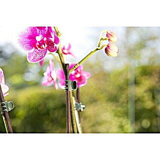 Gardol Orchideenclips (10 Stk., Grün)