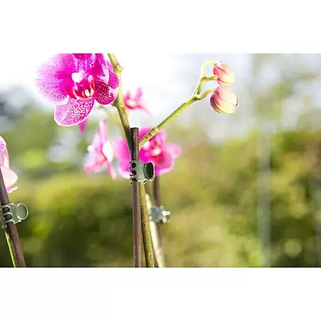 Gardol  Orchideenclips