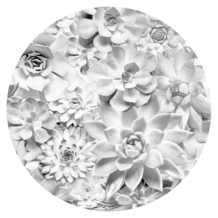 Komar Dots Fototapete rund Echeveria - 125 cm, Selbstklebend - Nahaufnahme von Sukkulenten in Schwarzweiß. Die verschiedenen Formen und Texturen der Sukkulenten kommen gut zur Geltung.