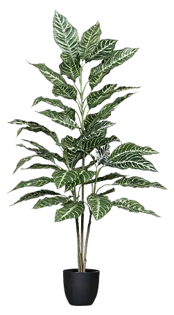 monstera shop Monstera Adansonii 'Swiss Cheese' main image 0