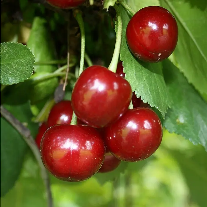Sauerkirschbaum JadePrunus cerasus 'Jade', Erntezeit: Juli - Nahaufnahme von einer Gruppe saftiger, roter Kirschen, die an einem Baum hängen und von grünen Blättern umgeben sind.