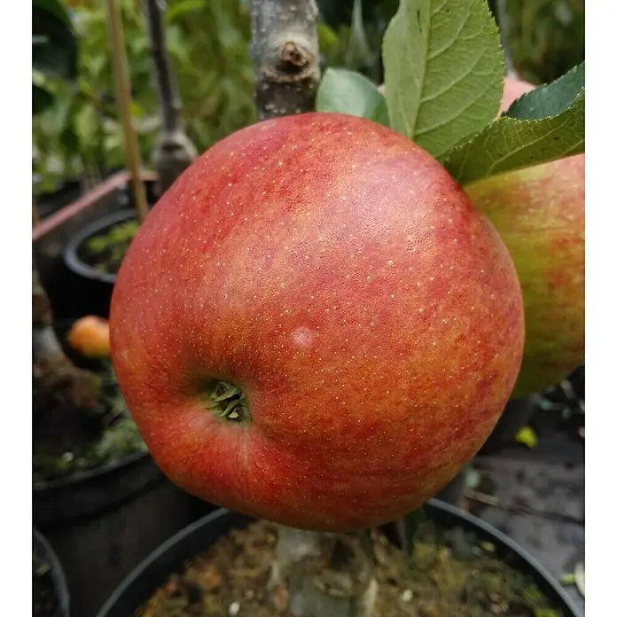 Säulen-Apfelbaum Rondo - Malus 'Rondo', Erntezeit: September - Nahaufnahme eines leuchtend roten Apfels, der an einem Baum wächst, mit erkennbaren kleinen Punkten auf seiner Haut.