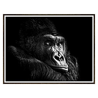 Cuadro de lámina Gorila (Animal, An x Al: 40 x 30 cm)