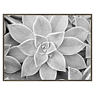 Cuadro de lámina Cactus (Nature, An x Al: 40 x 30 cm)