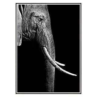 Cuadro de lámina Elefante (Elephant, An x Al: 50 x 70 cm)