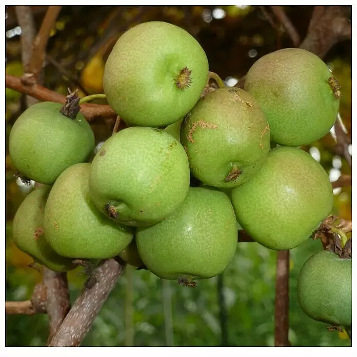 Mini-Kiwi - Actinidia arguta Apfelkiwi, Erntezeit: September - Stimmungsaufnahme