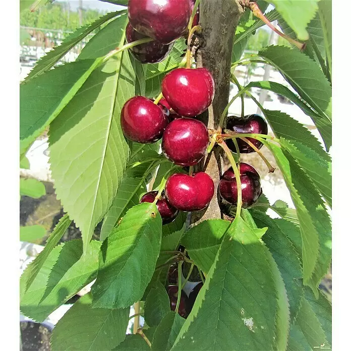 Süßkirschbaum Victoria - Prunus avium 'Victoria', Erntezeit: Juli - Stimmungsaufnahme