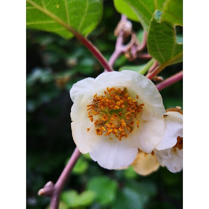 StrahlengriffelActinidia arguta, Erntezeit: September - Oktober, Männlich Mood Shot