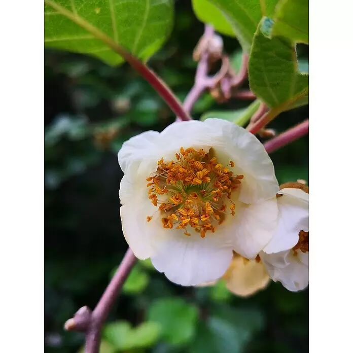 Strahlengriffel - Actinidia arguta, Erntezeit: September, Männlich - Stimmungsaufnahme